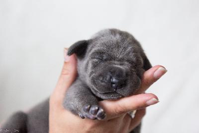 Buddha vom R�uberbaron