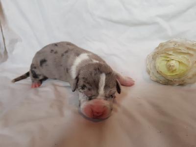 Liberte-Elliette Von Schlesien