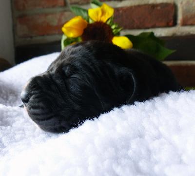 Der Hannes Vom Ganschower Land