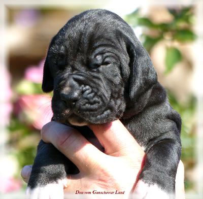 Der Hannes Vom Ganschower Land