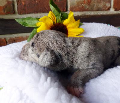 Denny Vom Ganschower Land