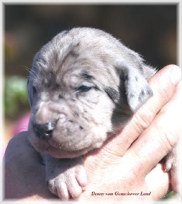 Denny Vom Ganschower Land