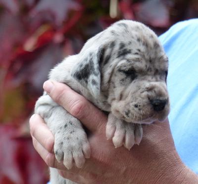 Denny Vom Ganschower Land