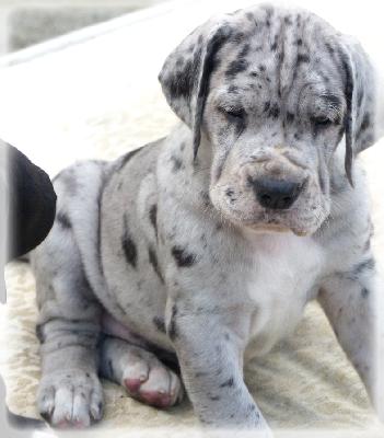 Denny Vom Ganschower Land