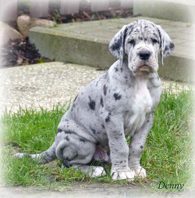 Denny Vom Ganschower Land