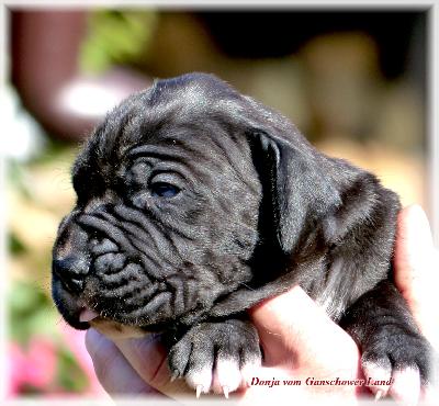 Donja Vom Ganschower Land