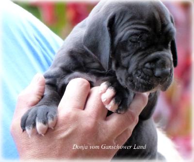 Donja Vom Ganschower Land