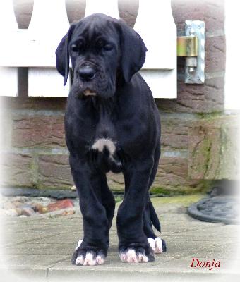 Donja Vom Ganschower Land