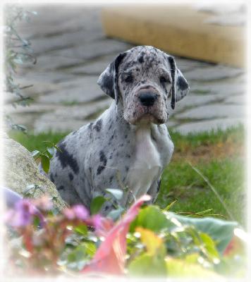 Dana Vom Ganschower Land