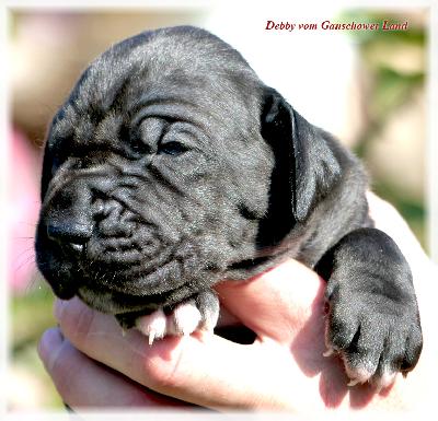 Debby Vom Ganschower Land