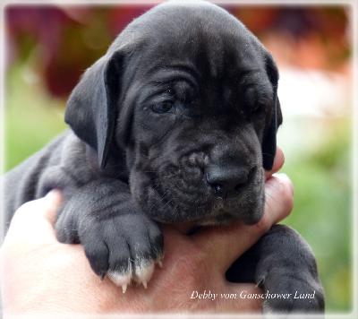 Debby Vom Ganschower Land