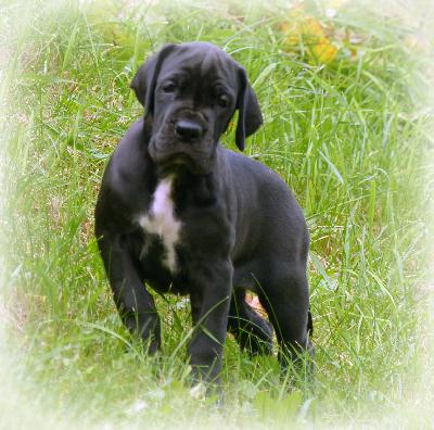 Debby Vom Ganschower Land