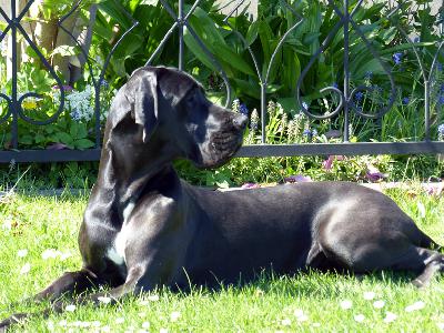 Debby Vom Ganschower Land