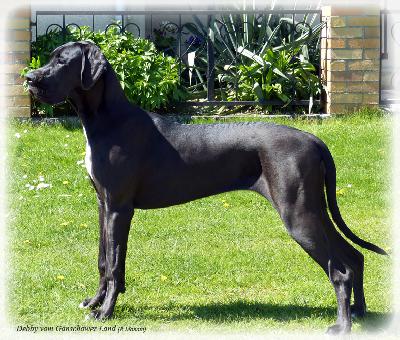 Debby Vom Ganschower Land