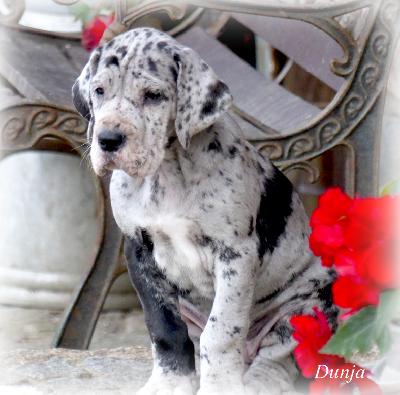 Dunja Vom Ganschower Land