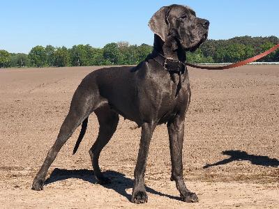 Bijou von der Eiderschleife