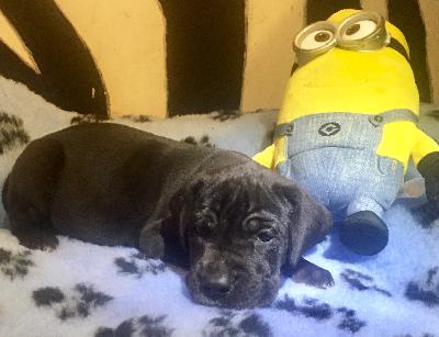 Unser Gregor von der Wolfshhle