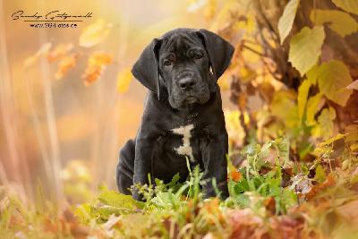 Unser Gregor von der Wolfshhle
