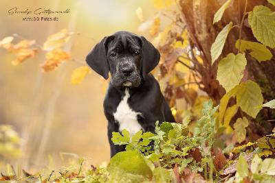 Unsere Gertrud von der Wolfshöhle