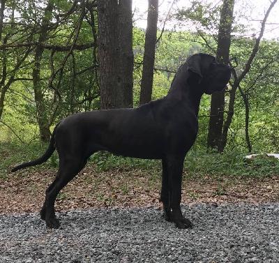 My Dream Summa cum laude