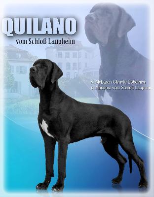 Ch Quilano vom Schloß Laupheim