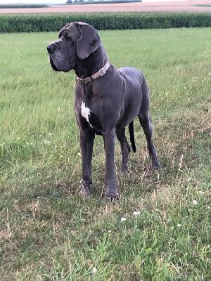 Utopia the Blue Dream Rapsody