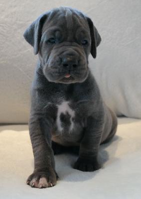 Omega vom Ysenburger Bergland