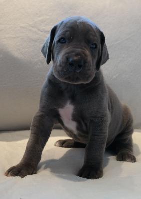 Omiro - Milo vom Ysenburger Bergland