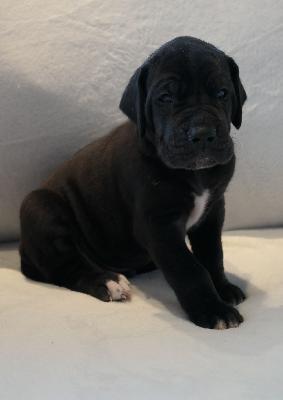 Oro vom Ysenburger Bergland