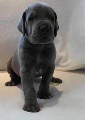 Ophira vom Ysenburger Bergland