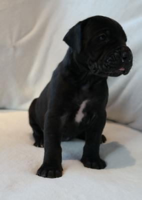 Olivia - Lotta vom Ysenburger Bergland