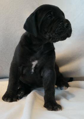 Oxana vom Ysenburger Bergland