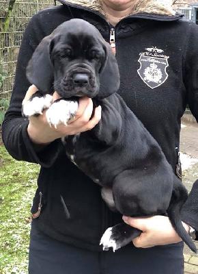 Natascha Von Schlesien