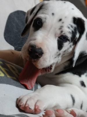 DUNDEE of Sweet Giants