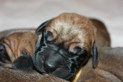 Ibo vom Hause Rawert