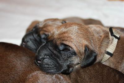 Iggy vom Hause Rawert