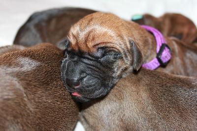 Ingo vom Hause Rawert