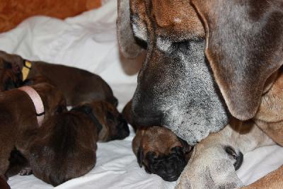 Ida-Indiana vom Hause Rawert