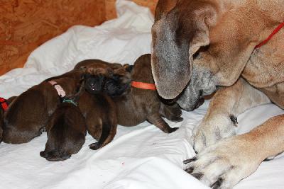 Inouche vom Hause Rawert