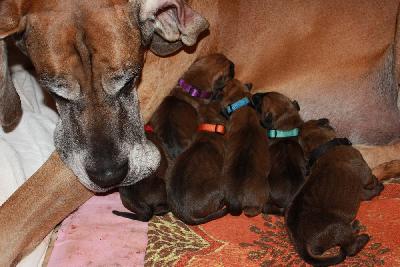 Irmhild vom Hause Rawert