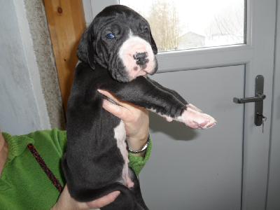 Ole-Bruno vom Sch�ntal