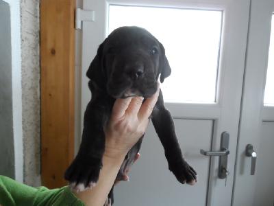 Otto-Max vom Schntal