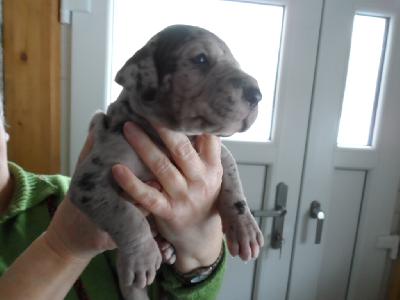 Olsen vom Sch�ntal