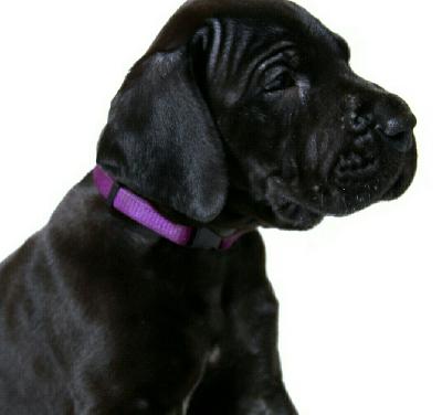 Annabell von der Tausendj�hrigen Linde