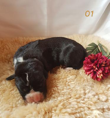 Octavius Von Schlesien