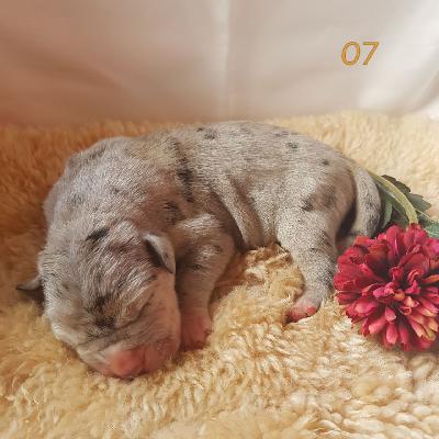 Orpheus Von Schlesien