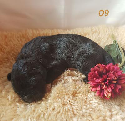 Olivera Von Schlesien