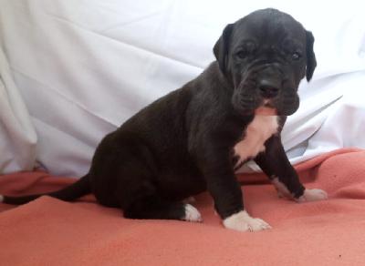 Olivera Von Schlesien