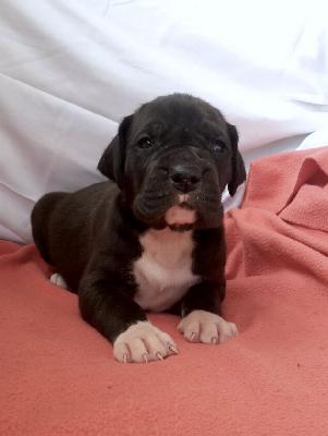 Olivera Von Schlesien