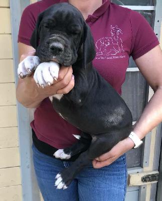 Olivera Von Schlesien